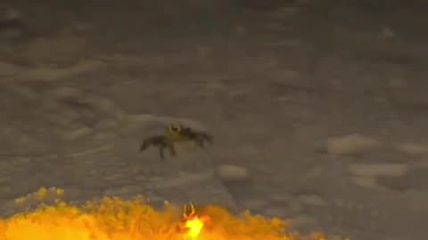 Never knew the crab were so romantic 😂