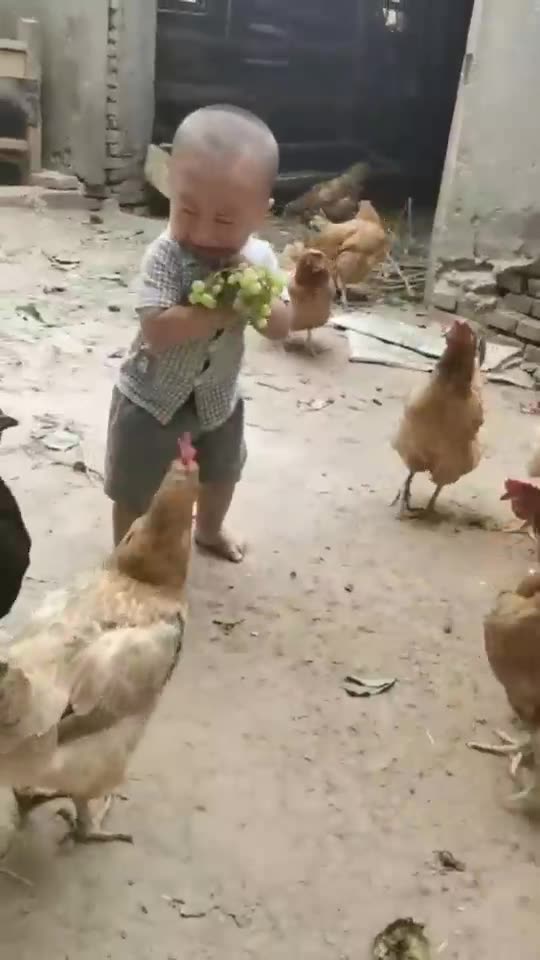Chickens are teasing the baby.