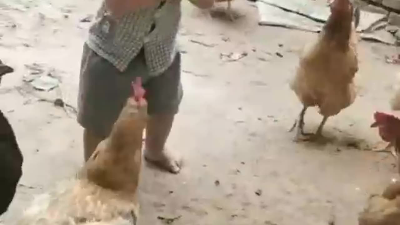 Chickens are teasing the baby.