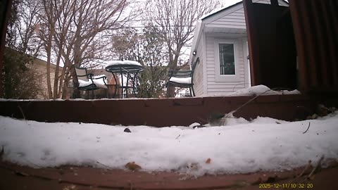 Wildlife Filmed By Haza PR800 Wild Camera, Levagood Area, Dearborn, Michigan, December 6 To 11, 2025