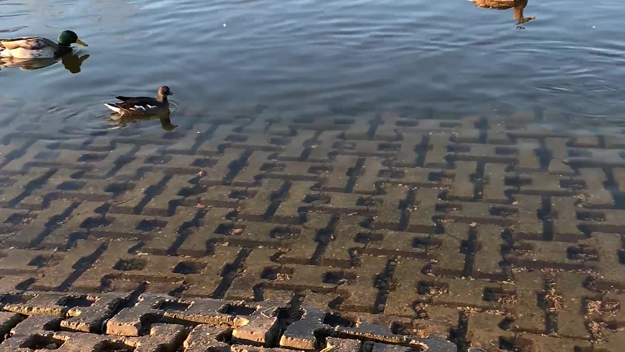 Serenity on the River: Ducks in Their Happy Place