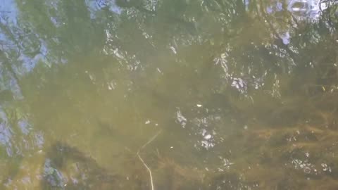 Catching eels on eel line with the kids