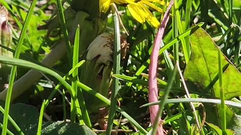 Spectacular pollination of a Dandelion buy an unknown deep wastelands Bee.
