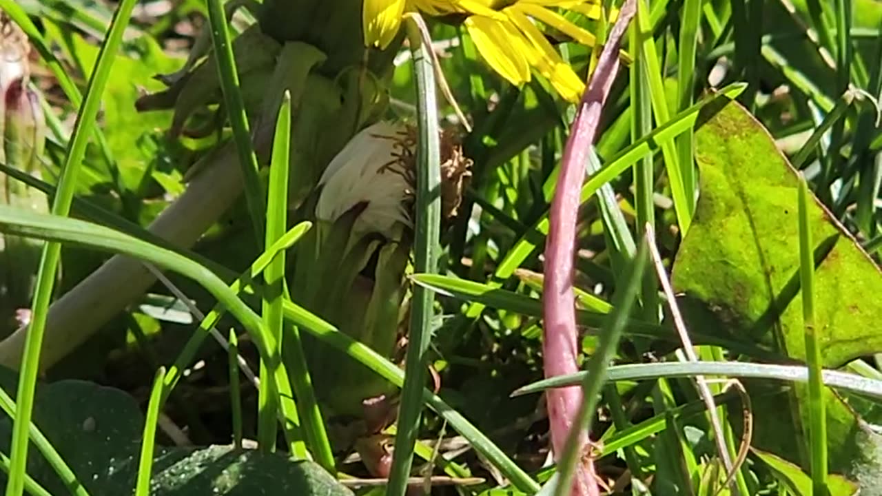 Spectacular pollination of a Dandelion buy an unknown deep wastelands Bee.