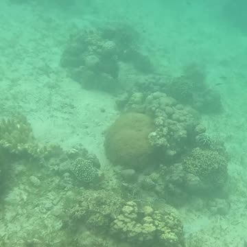 Afternoon Snorkeling