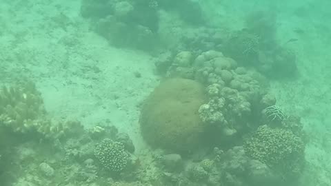 Afternoon Snorkeling