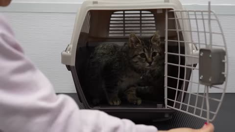 Two Adorable Stray Tabby Kittens Get Their First Bath