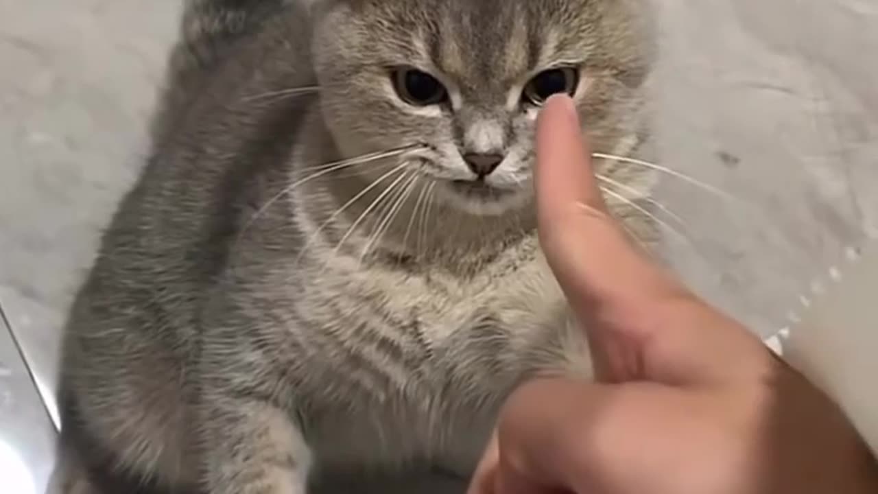 😼🤬 This is the Truly Stubborn Cat | FunFM
