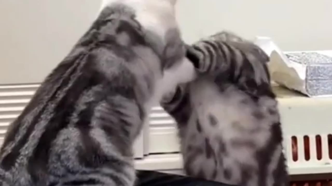 Funny cat video|Funny hilarious pet video|Entertainment|Funn