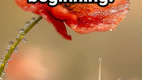 Every morning holds a gentle beginning #motivational #morningmeditation #natureambience