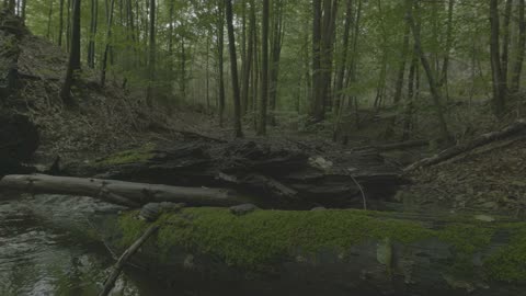 Forest Stream White Noise for Unbroken Focus | Natural Soundscape for Deep Work & Study