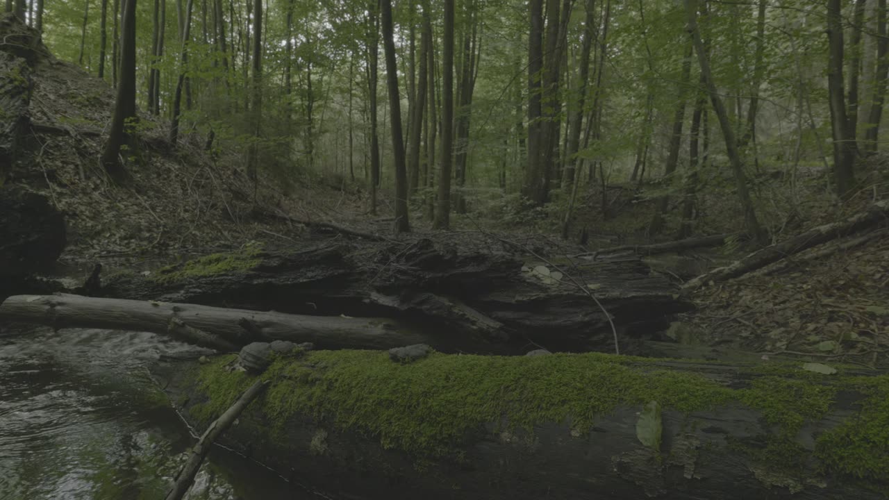 Forest Stream White Noise for Unbroken Focus | Natural Soundscape for Deep Work & Study