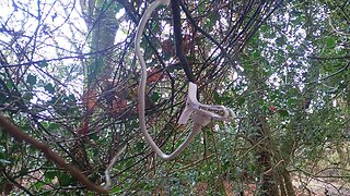 2nd , found lost item in 2 days, left my phone holder in a tree (, #दुराव,#डेरा