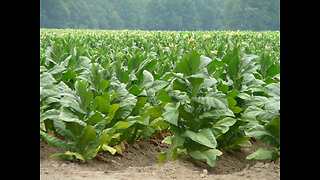 Tobacco cures cancer - Dr Dr. Bryan Ardis