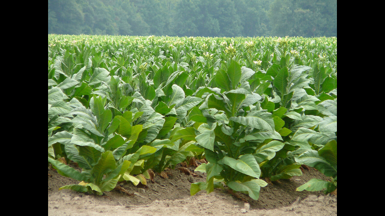Tobacco cures cancer - Dr Dr. Bryan Ardis