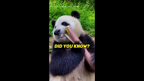 PandaPandaPanda