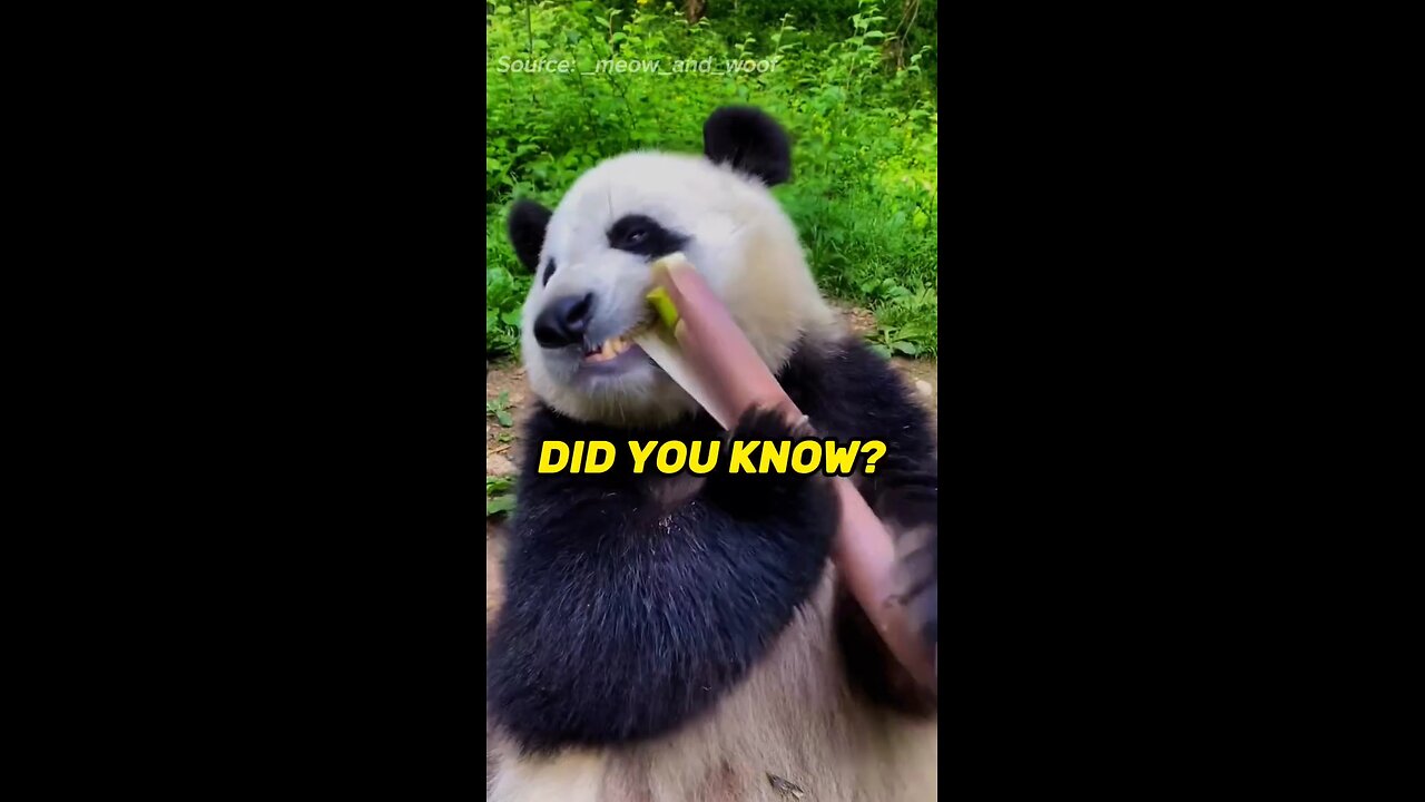 PandaPandaPanda