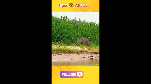 Hunting Tiger 🐯