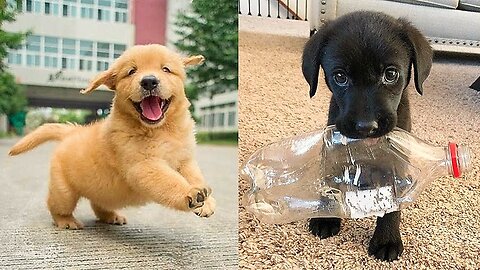 Funny and Cute Animals Videos 16