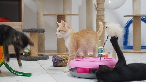 Five Rescue Kitten So excited with their siblings, they have Fun and Love with each others