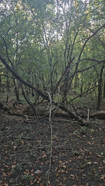 There's a Spirit in These Woods