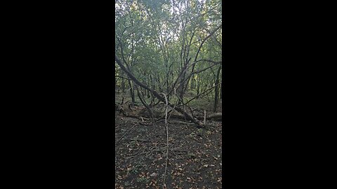 There's a Spirit in These Woods