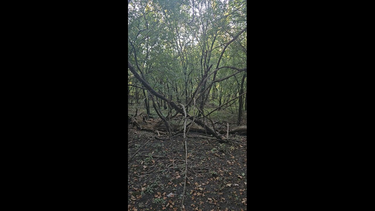 There's a Spirit in These Woods