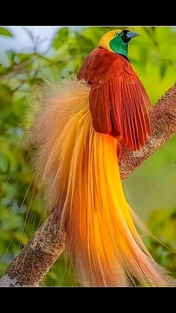 bird of paradise
