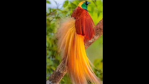 bird of paradise