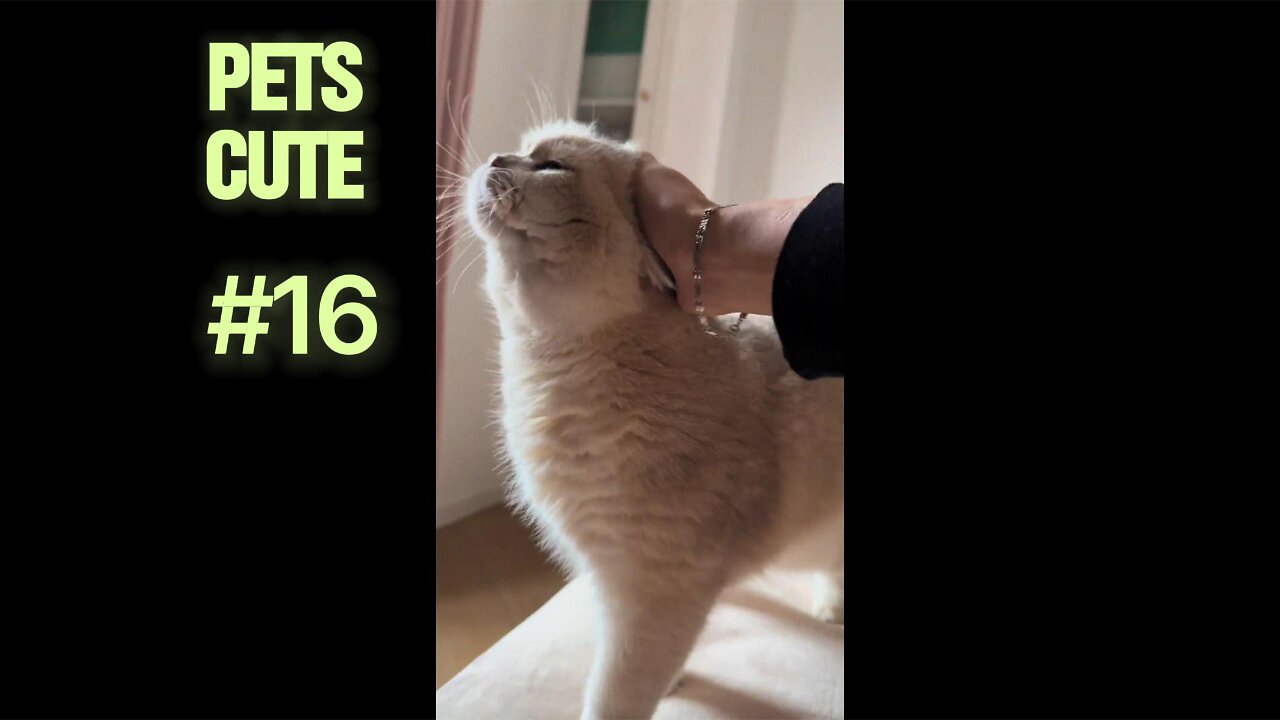 The Funniest Attempts to Wake Up Sleeping Pets.