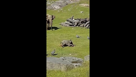 Cute baby elephant playing with birds