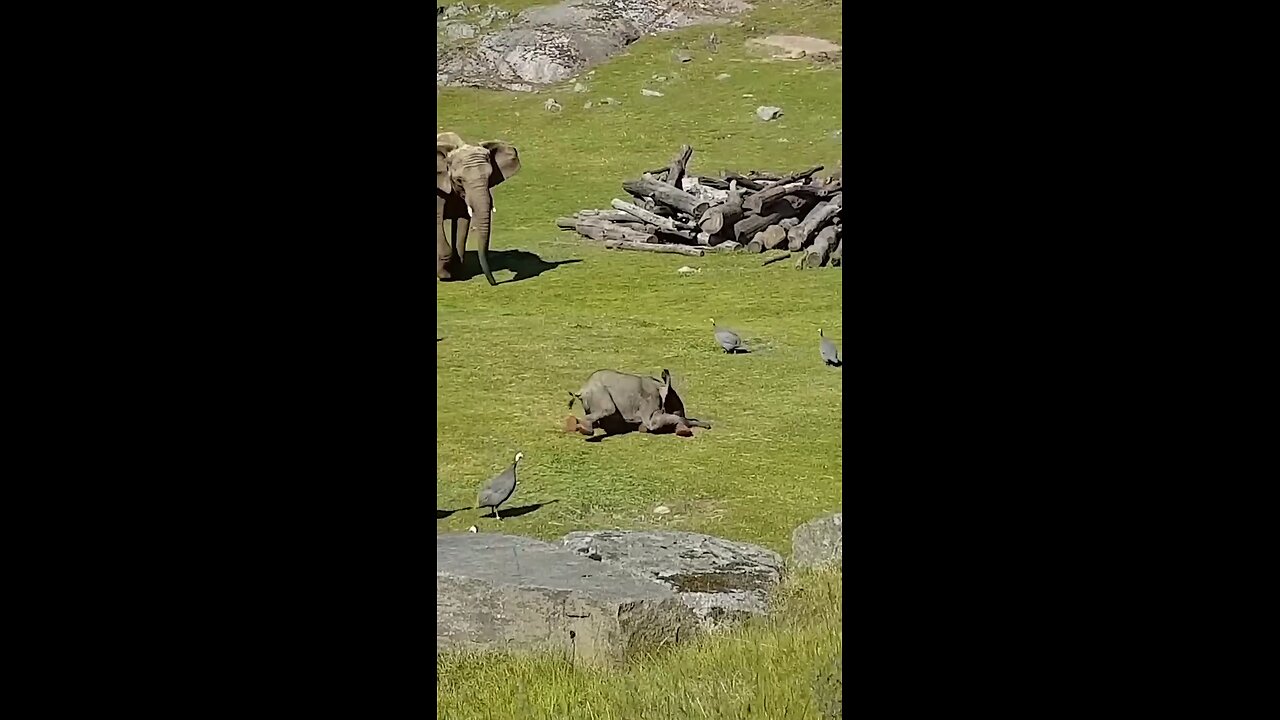 Cute baby elephant playing with birds