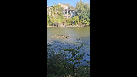 Ducks on the Fox