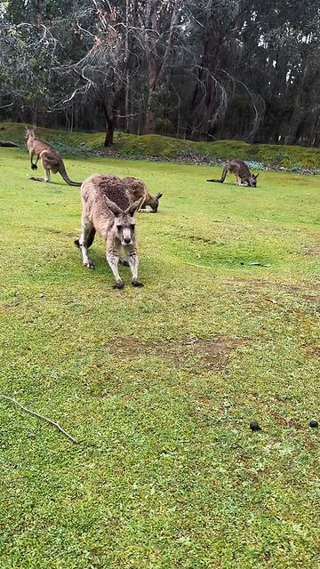 Australian kangaroo
