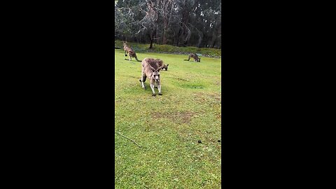 Australian kangaroo