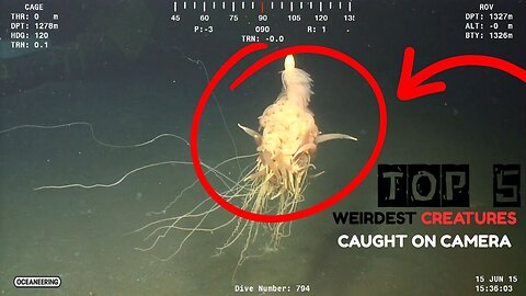 Top 5 Most Weirdest Creatures Caught On Camera...