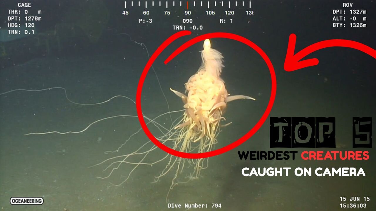 Top 5 Most Weirdest Creatures Caught On Camera...