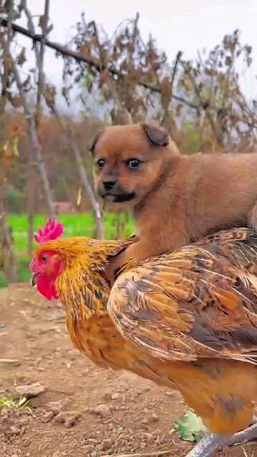Cock and puppy