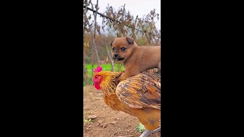 Cock and puppy