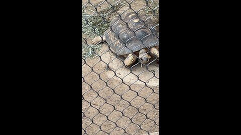 Radiated tortoise 🐢 #radiatedtortoise #shorts #followme #trending #viral #tortoise