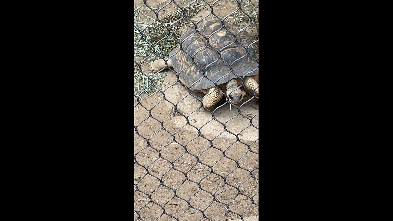 Radiated tortoise 🐢 #radiatedtortoise #shorts #followme #trending #viral #tortoise