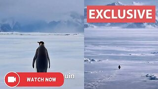 Nihilist Penguin story that is going viral...