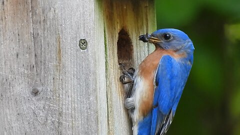 Parents encourage Bluebirds to Leave the Nest #bluebird