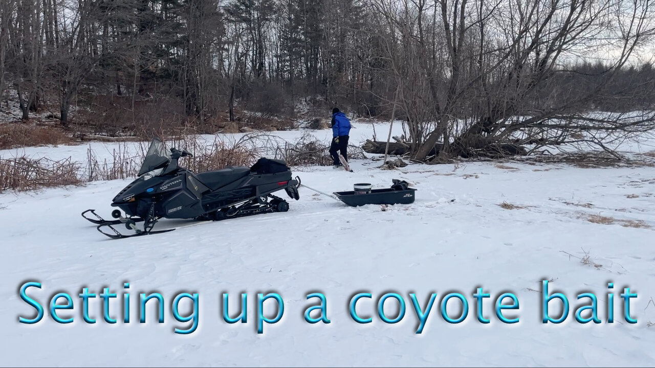 Setting up a coyote bait