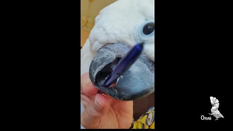 Trying To Draw With A Cockatoo