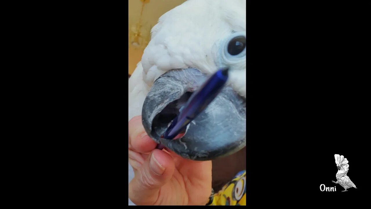 Trying To Draw With A Cockatoo