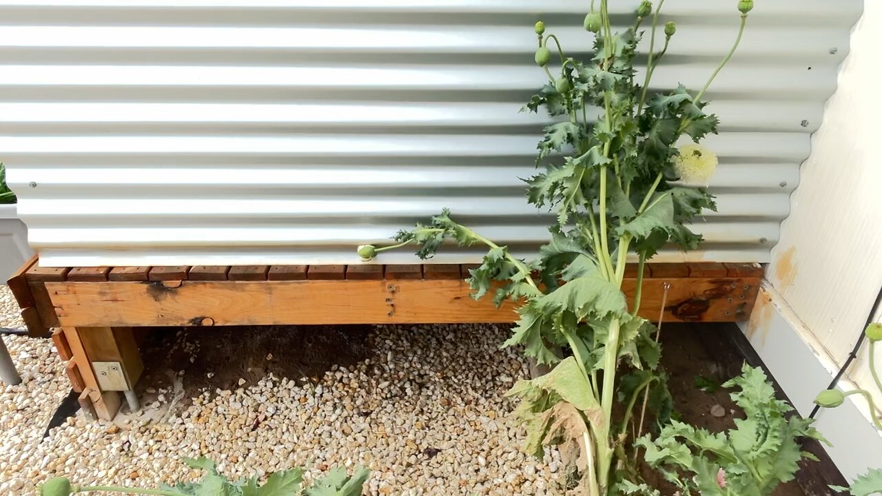 The hurricane destroyed my garden…