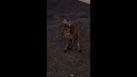 Amazing kangaroos 🦘