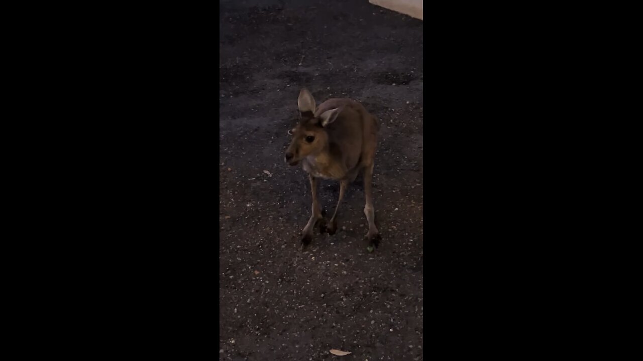 Amazing kangaroos 🦘