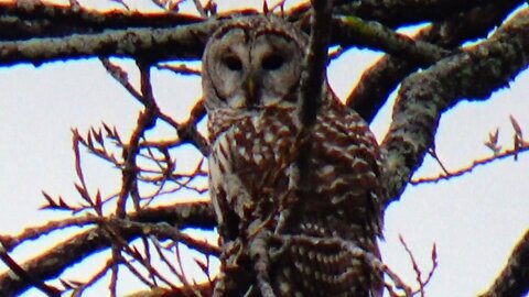 Barred Owl